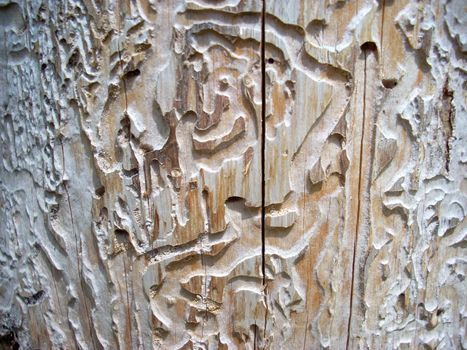 A texture of a pine-tree’s bark 