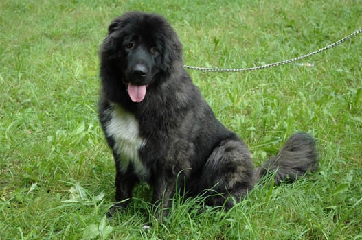 Caucasian sheep-dog at the grass