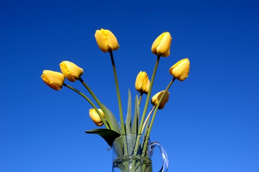 Some yellow tulips in a transparent jug with water on a background of the sky