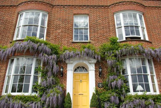 Typical victorian style house frontage with wisteria growing on it