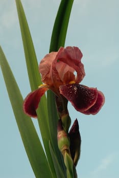 The chocolate iris against background of blue sky