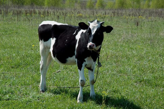 blask and white calf at the green grass  