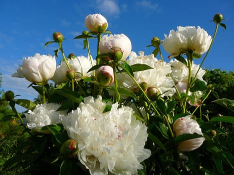 It is a lot of flowers of white peonies. 
