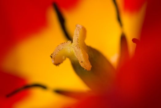 detail flower