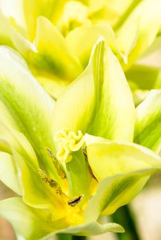 detail flower