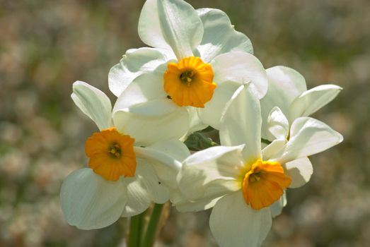 details of blossom narcissus in garden