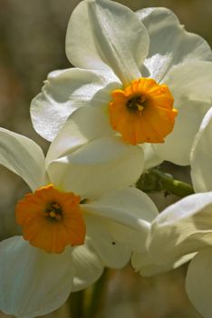 details of blossom narcissus in garden
