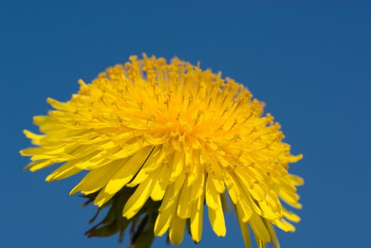 detail bloom dandelion against sky