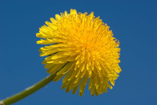 detail bloom dandelion against sky