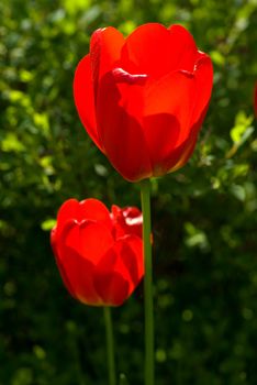 detail flowers