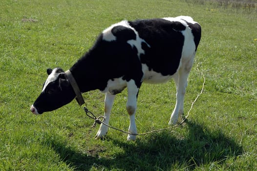 blask and white calf at the fild