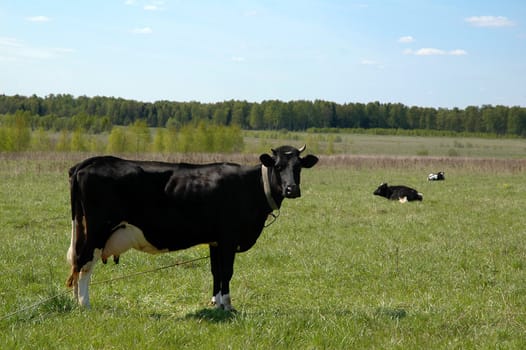 Rural landscape with herd of cows