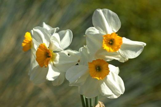 detail several blossom narcissus to garden