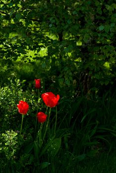 several red tulip in spring garden