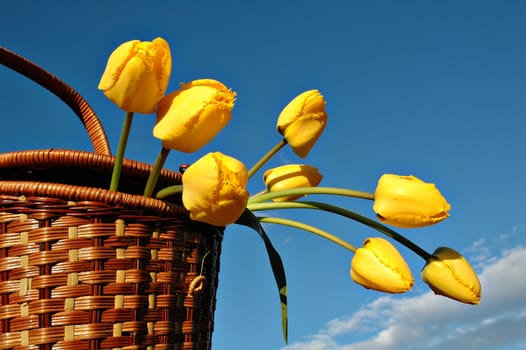 basket with yellow tulips against background of blue sky