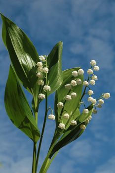  bouquet lily of the valley against background of blue sky