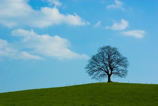 Dominant tree maple on horizon against blue heavens