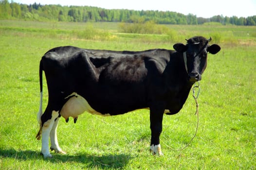 Profile of a black cow standing in green field.