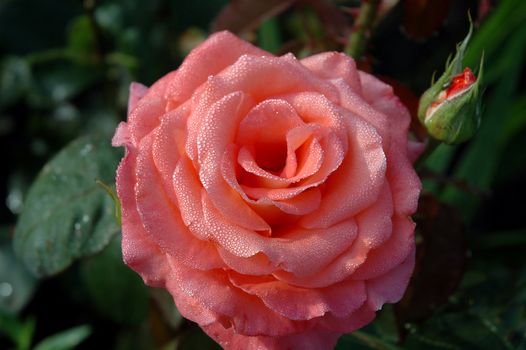 pink rose in a garden 