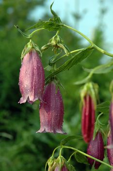 Campanula in the garden