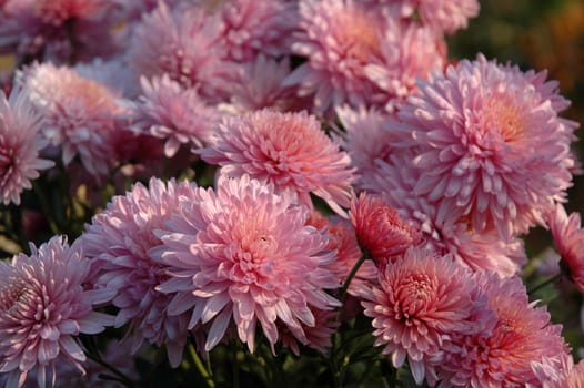 Pink chrysanthemum in the garden