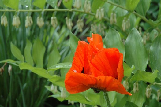 Red long-term poppy on a background blossoming Polygonatum (Solomons Seal) 