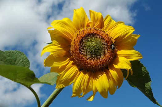 Closeup of a yellow sunflower against blue sky.