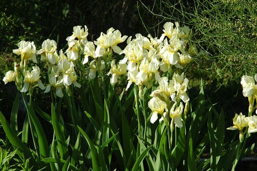 White Iris Flowers