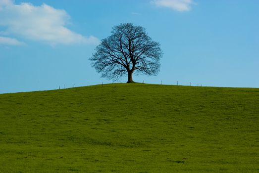 Dominant tree maple on horizon against blue heavens