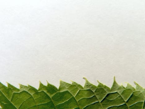 Edge of the green leaf