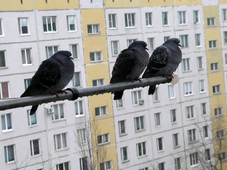 Three doves on background of the building