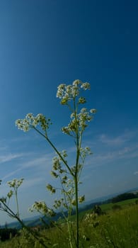 detail meadow plant aegopodium podagraria