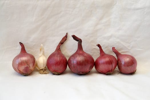                                Row of red onions with a small garlic on a white linen cloth
