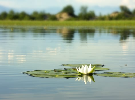 KONICA MINOLTA DIGITAL CAMERA water lily