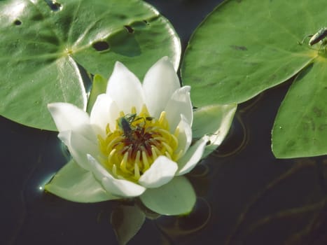 KONICA MINOLTA DIGITAL CAMERA water lily