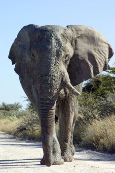 Big bull elephant covered in mud missing one tusk walking towards the camera in Etosha National Park, Namibia
