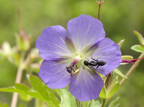 KONICA MINOLTA DIGITAL CAMERA ant on flower