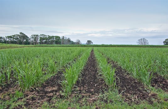 young sugar cane grows in the field