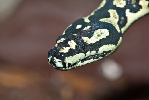 a nice yellow and black carpet python looks at the camera