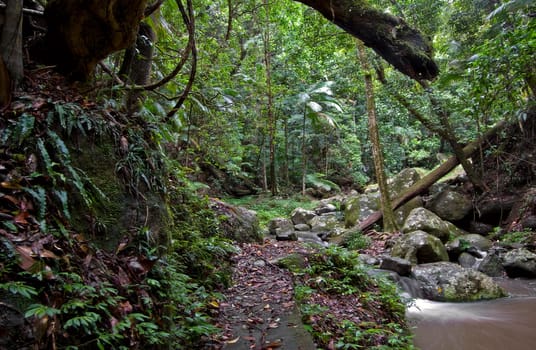 beuatiful rainforest of the world heritage listed border ranges national park