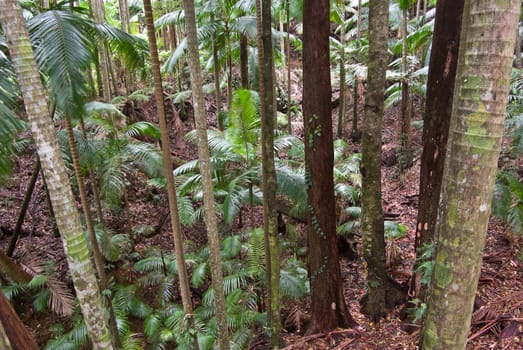 looking down into the rain forest trees