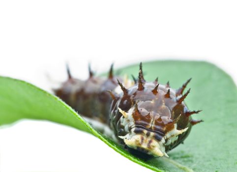 a big spikey caterpillar wanders along a green leaf