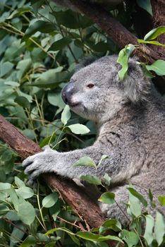 great image of an australian koala in a gum tree