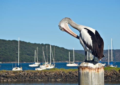 a beautiful pelican in front a blue sky