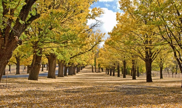 great image of autumn in the park