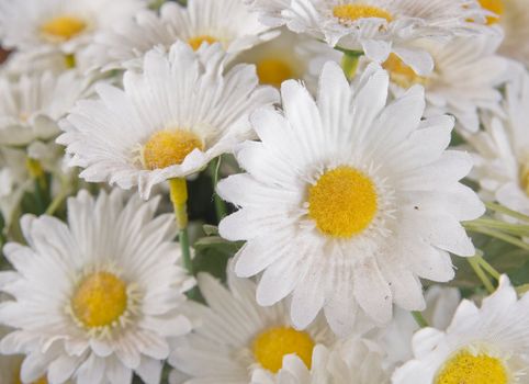 great image of a bunch of white silk daisies