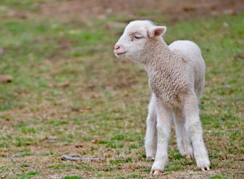 great image of a few day old lamb