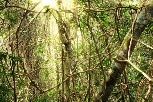 morning light in the jungle