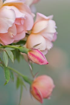 excellent image of pink roses at varying stages