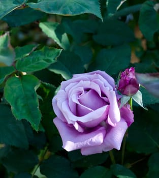 a single beautiful purple rose in the garden